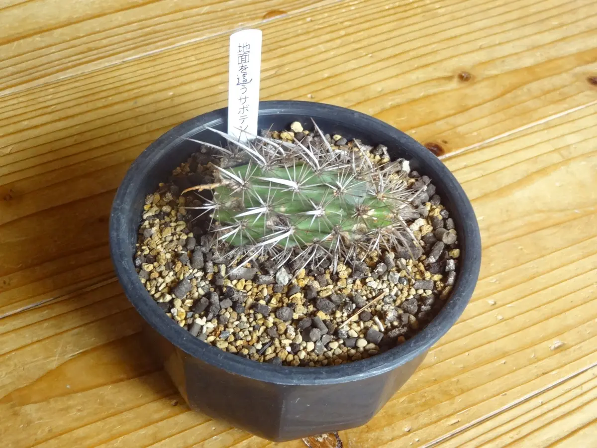 楽天市場】エキノケレウスの通販 【現品】サボテン・入鹿 いるか