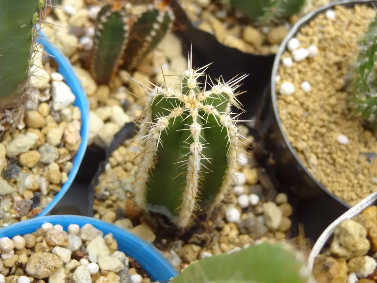サボテン・白雲閣。刺が短いのが特徴な「cactus」のアルバム