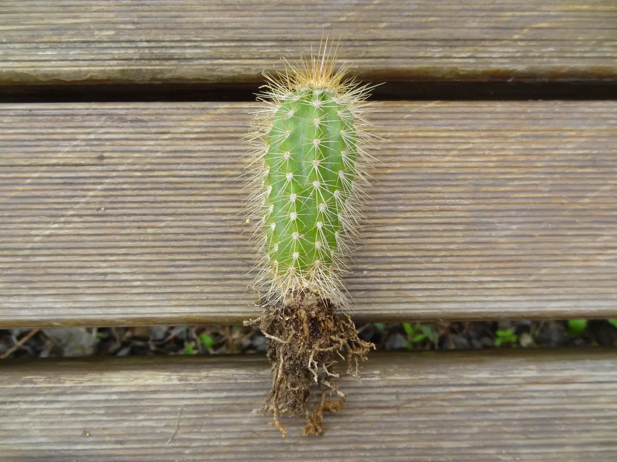 武輪柱　鉢ごと サボテン・武輪柱を買いました。根元が「cactus」のアルバム