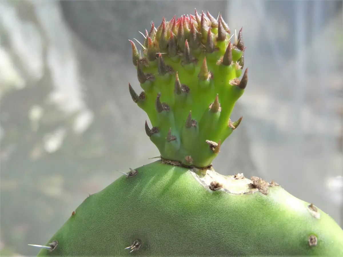 ウチワサボテンの新芽。「cactus」のアルバム-みんなの趣味の園芸649078