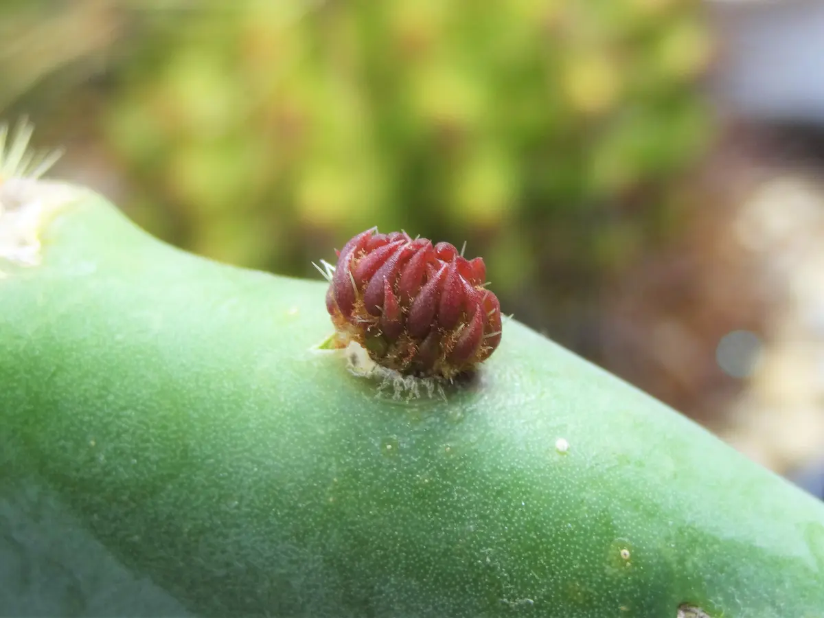 ウチワサボテンの新芽。「cactus」のアルバム-みんなの趣味の園芸818699