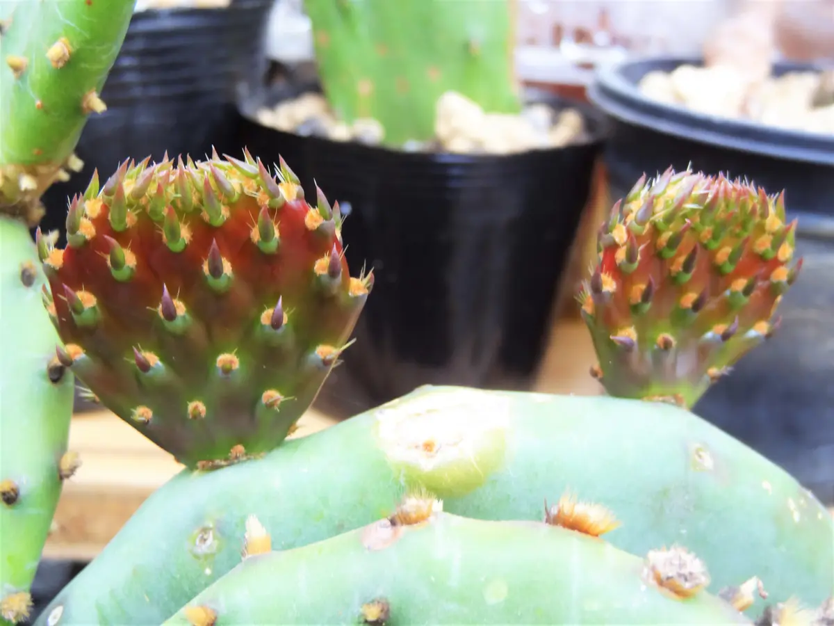 ウチワサボテンの赤い新芽。「cactus」のアルバム-みんなの趣味の園芸