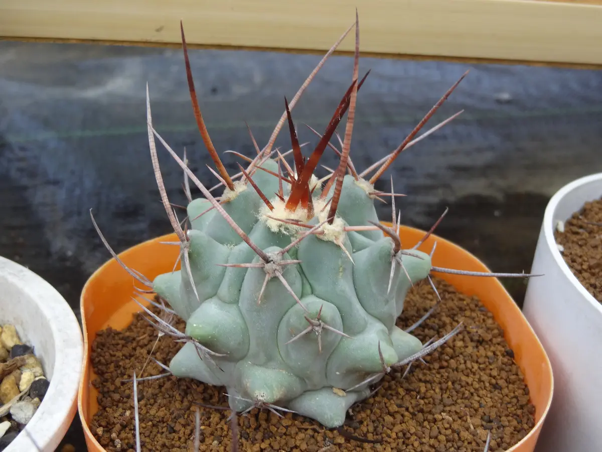 鶴巣丸。「cactus」のアルバム-みんなの趣味の園芸880876