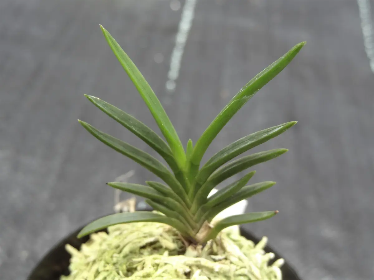 富貴蘭・鎧通し。「ラン」のアルバム-みんなの趣味の園芸672047