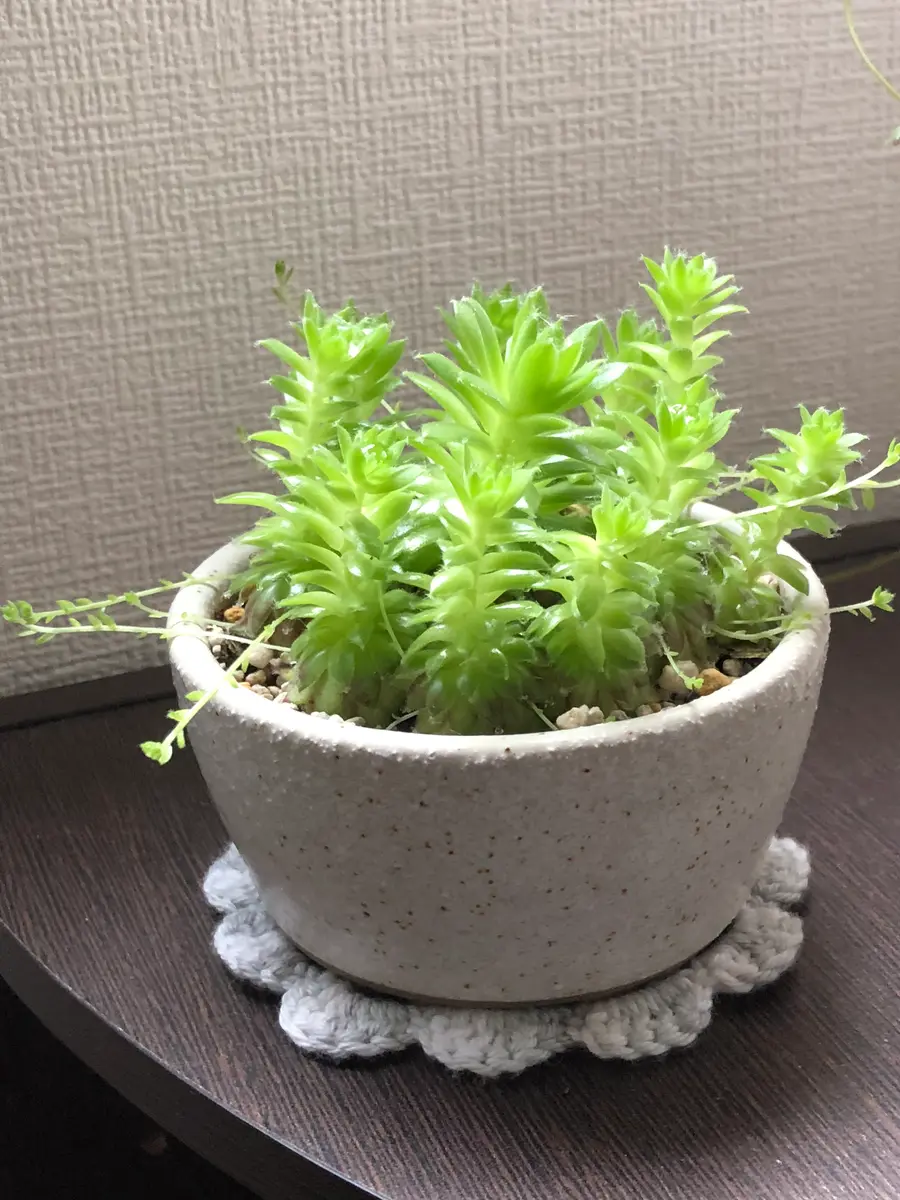 センペルビウム✨徒長したちゃいました「robin日記」のアルバム