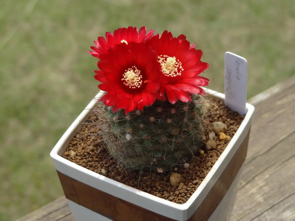 サボテン harry 7 金鯱 サボテン Kinsyachi Echinocactus grusonii 7号サイズ