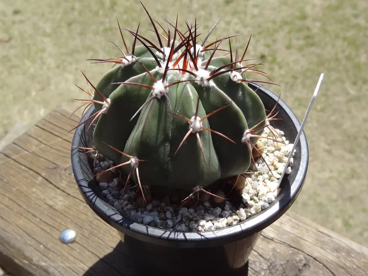 メロカクタス・涼雲(Melocactusbahiens「サボテン(cactus