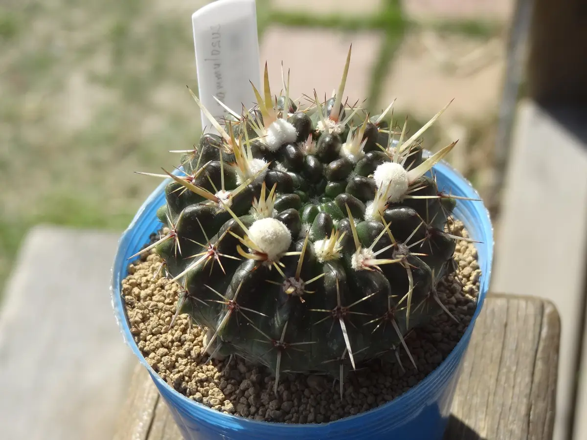 新しく買った「獅子王丸」名前と棘の強「サボテン(cactus