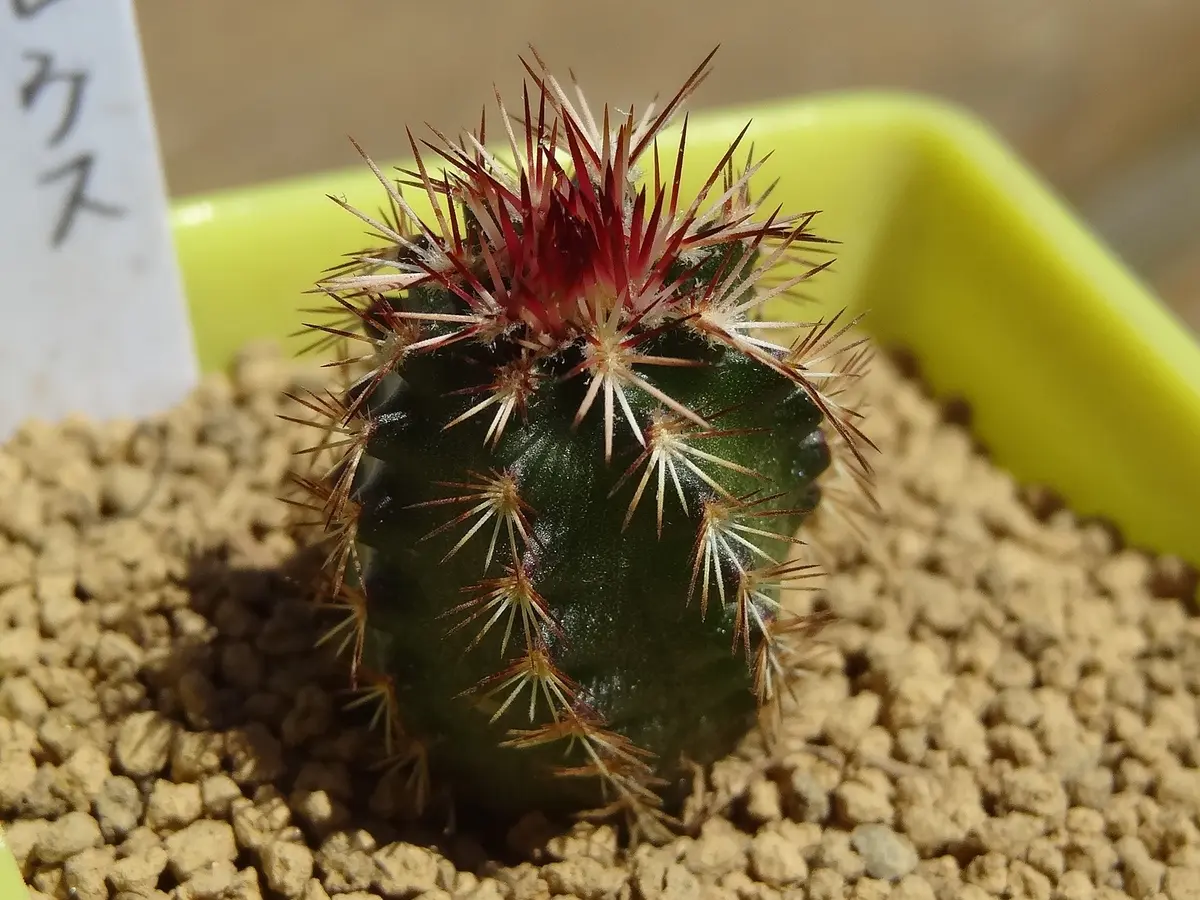 ビザールプランツ サボテン全書 サボテンペッタムシー図鑑 solxsolの本