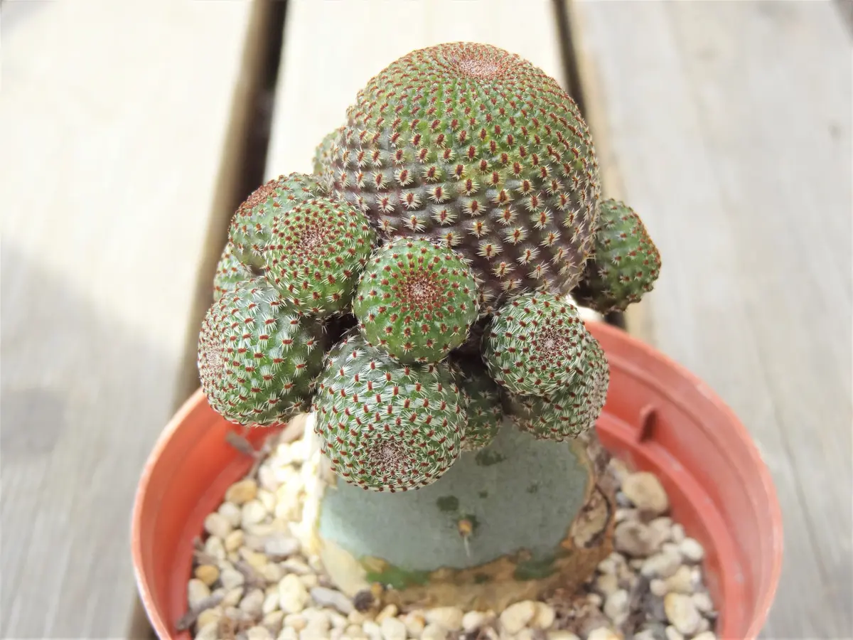新たにレブチア・ヘリオーサを購入。か「サボテン(cactus)」の