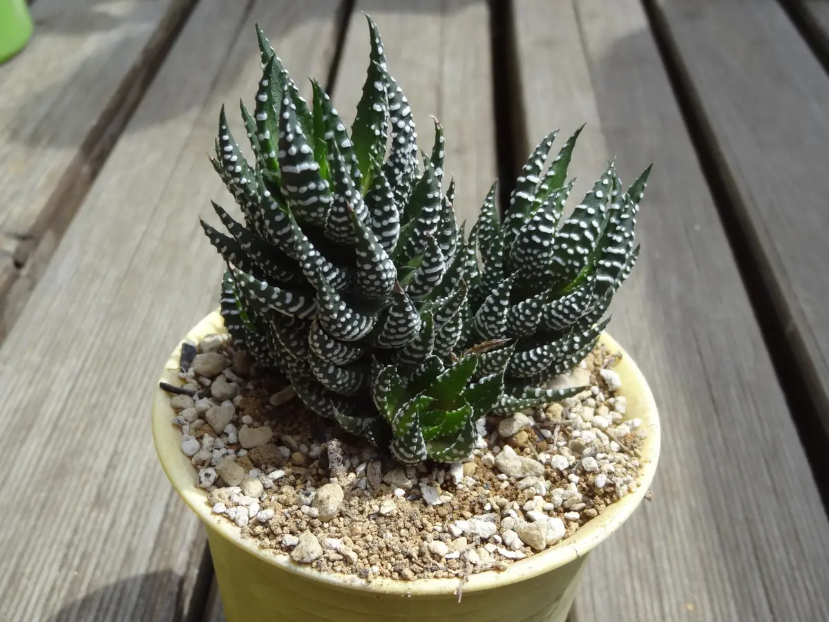 100均から超巨大化のハオルチア・十二の「多肉植物(succulent)」の