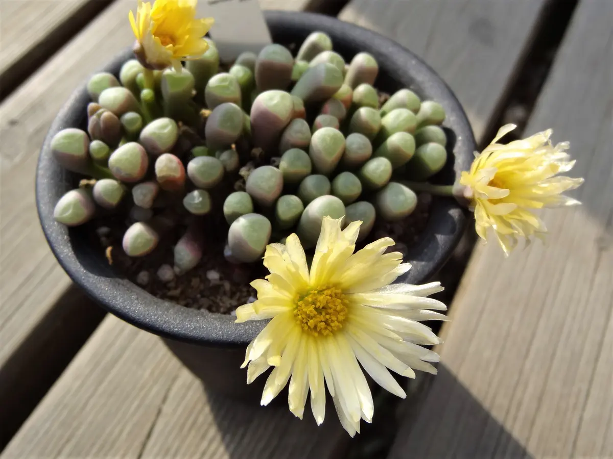 フェネストラリア・五十鈴玉(Fenestrari「多肉植物(succulent)」の