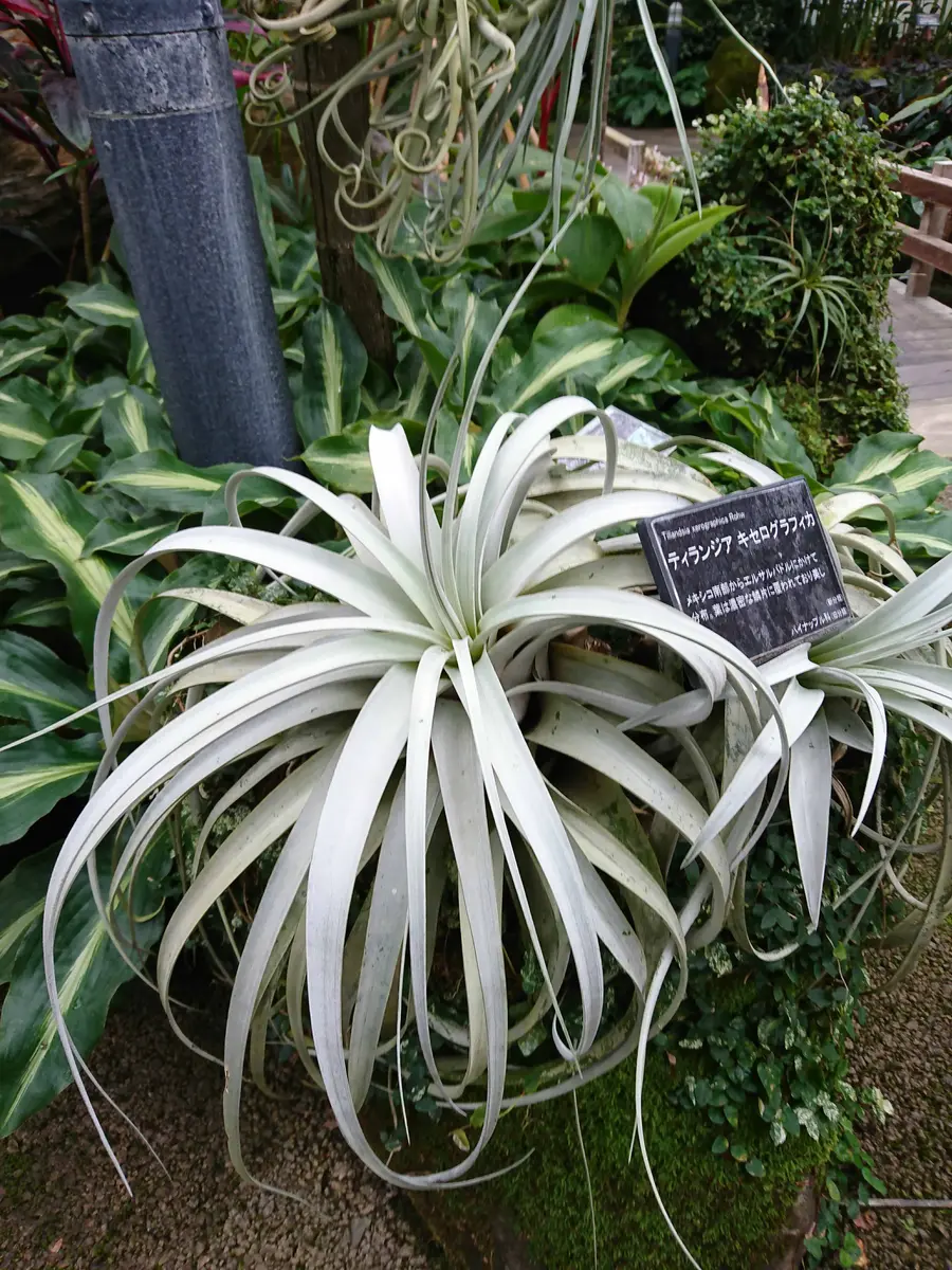 チランジア・キセログラフィカ Tillandsia xerographica 育て方