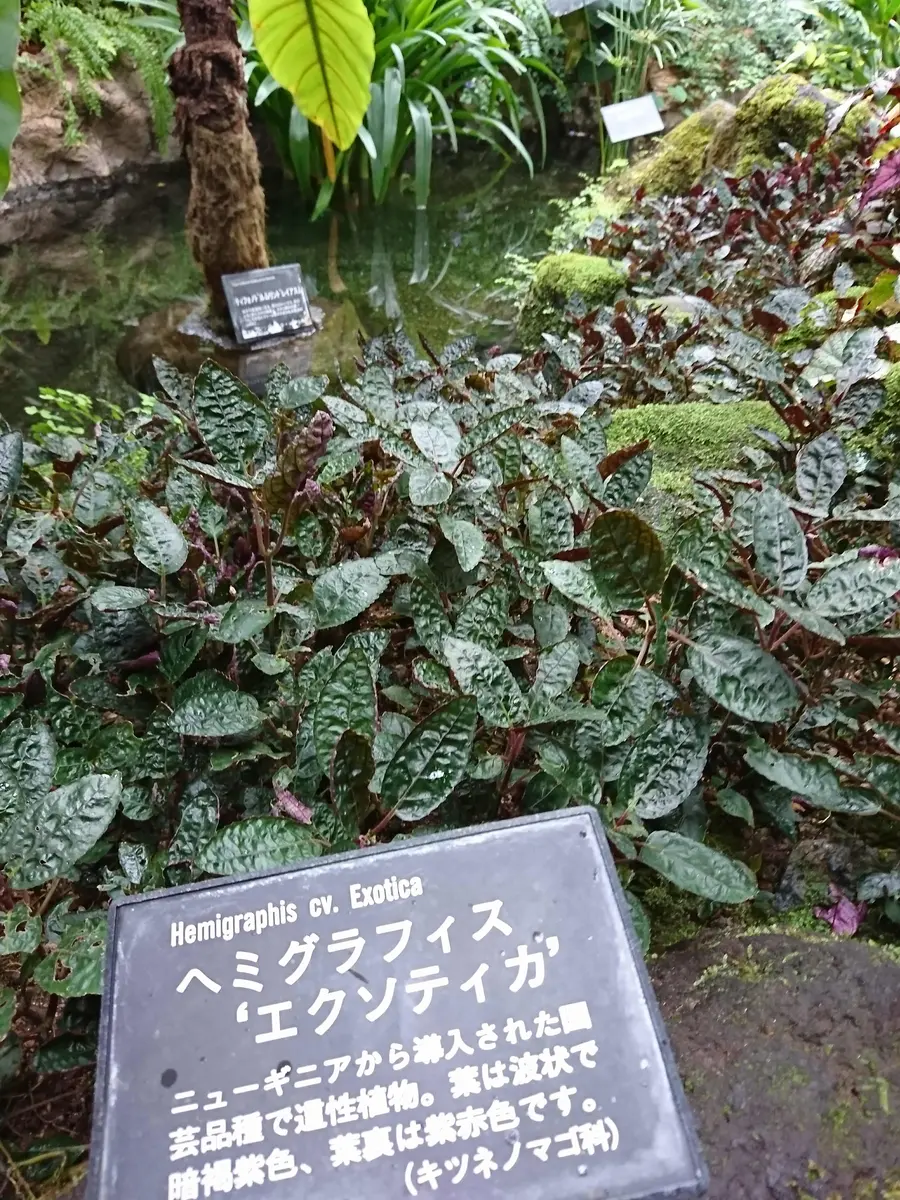 裏グラフィス ヘミグラフィス“エクソティカ”「宇治市植物公園」のアルバム-みんなの趣味の園芸542192