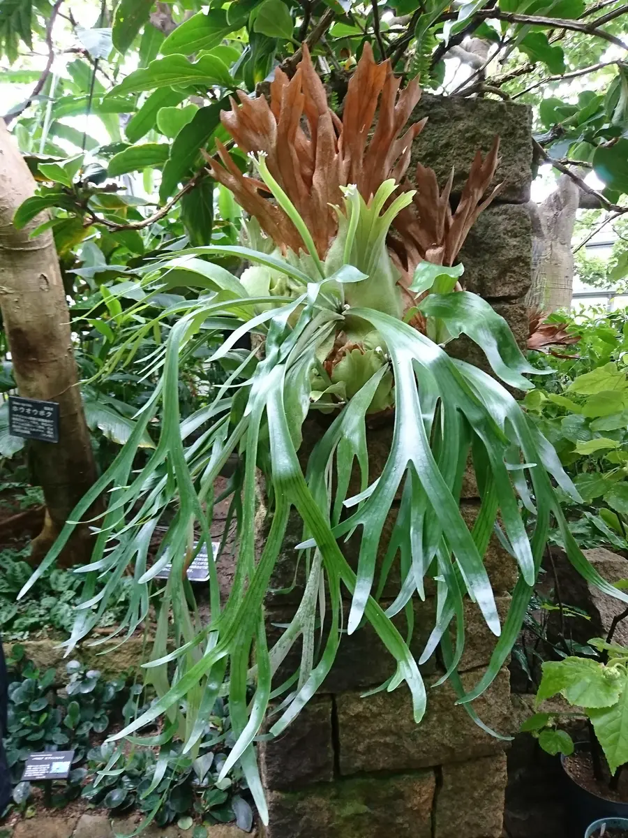 ビカクシダの写真-みんなの趣味の園芸542158