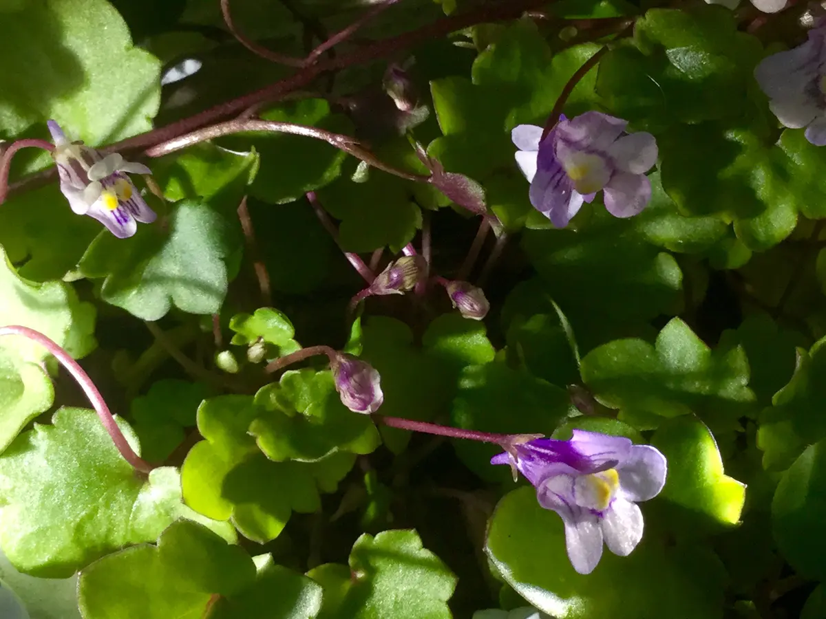 🥀ツタカラクサ(蔦唐草)花姿は蘭の小型「花籃『我が家の庭の歳時記