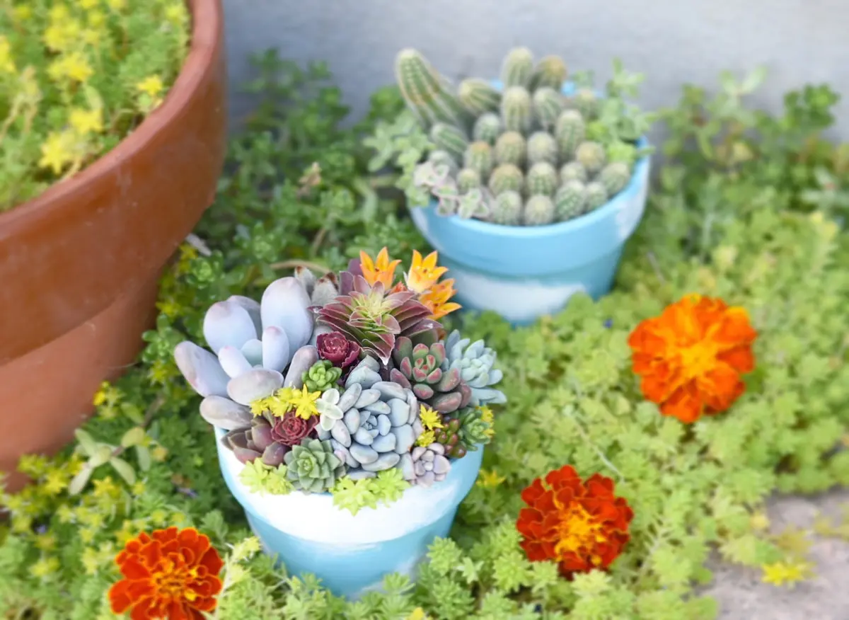 お空のリメイク鉢に😊1つは寄せ植えを「多肉の寄せ植え♡」の