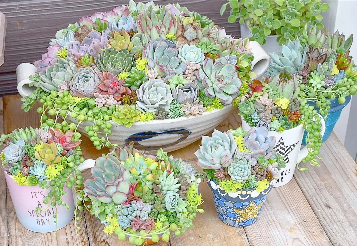 モリモリ大集合💕オーダー頂いた寄せ植「多肉の寄せ植え♡」の