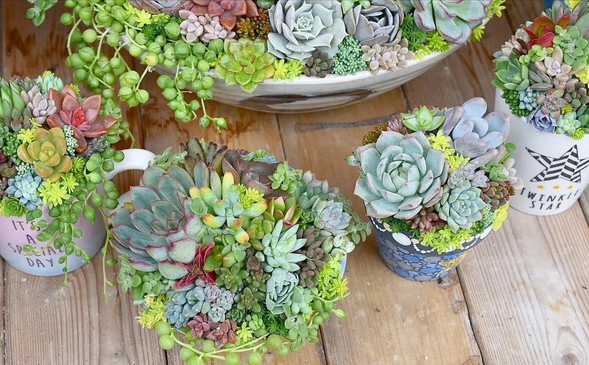 【破格値下げ】 モリモリ大集合💕みんな素敵に寄せ植え「多肉の寄せ植え フラワー・ガーデニング