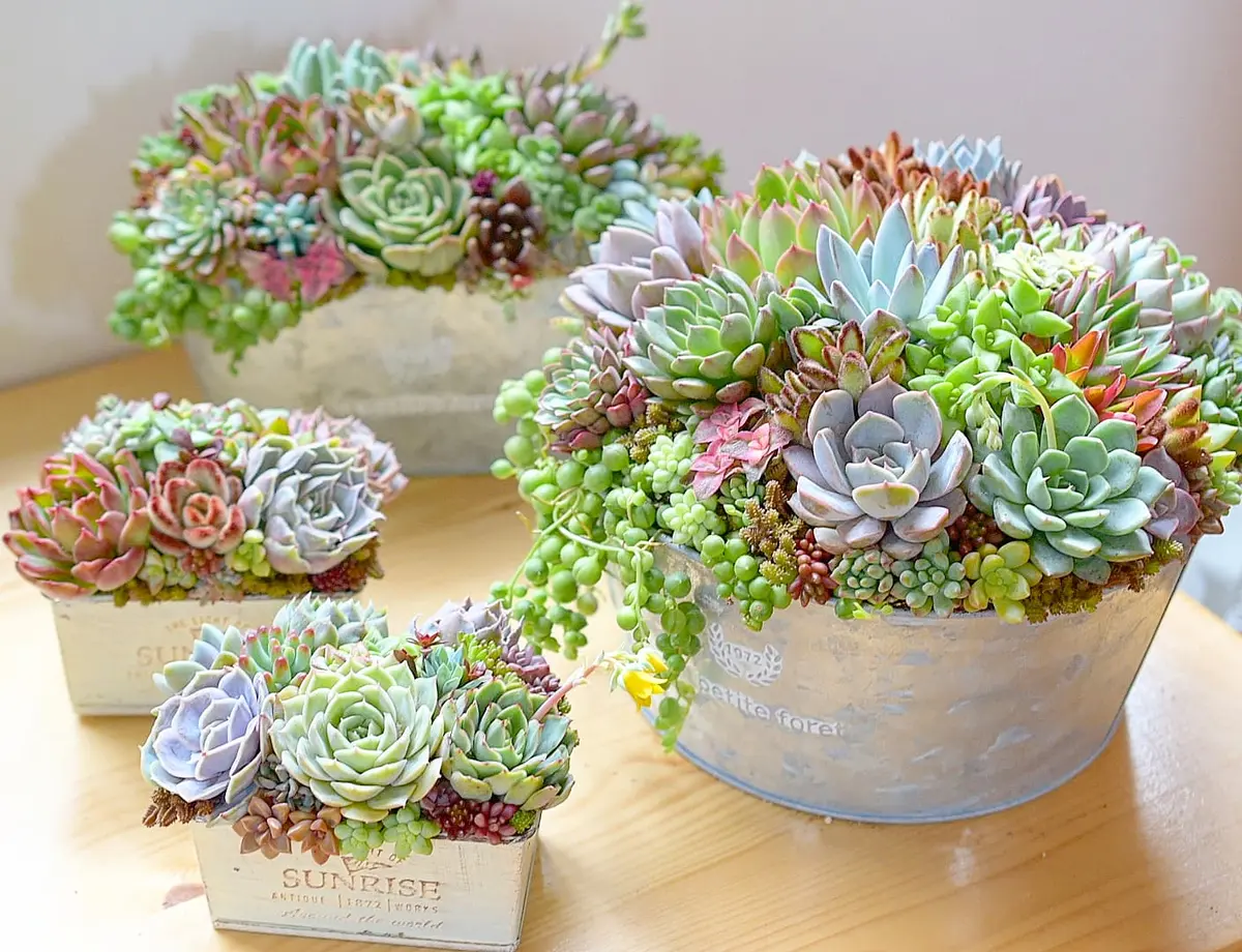 母の日　寄せ植え　多肉植物　寄せ植え　バスケット　☆ 母の日 寄せ植え 多肉植物 寄せ植え バスケット ☆ 母の日 寄せ植え