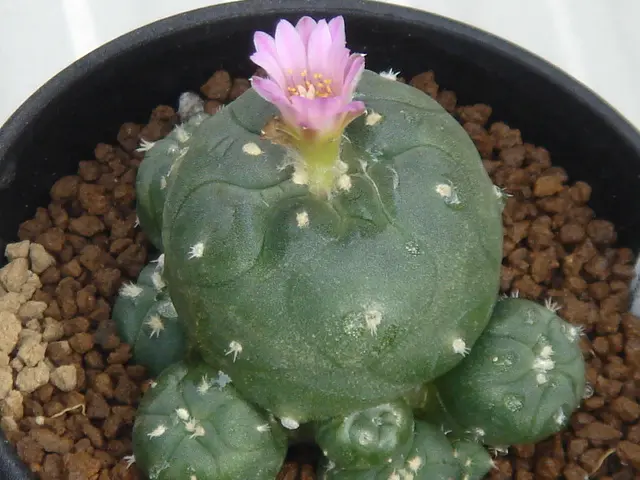 ロホホラ属 有刺赤花仔吹烏羽玉刺のあ「サボテン花」のアルバム