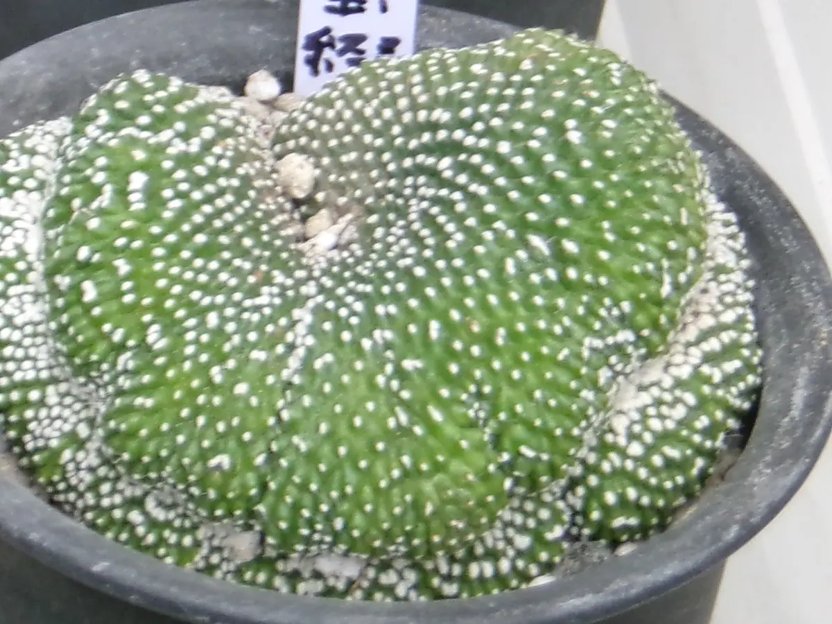 ブロスフェルディア属 松露玉綴化綴化「サボテンいろいろ」の