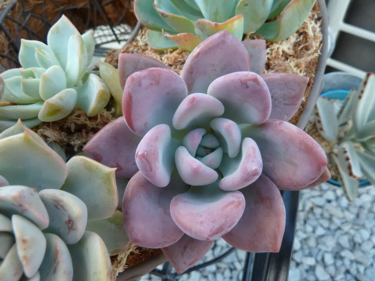 多肉植物 グラプトベリア・オパリナ錦（特大 楽天市場】オパリナ