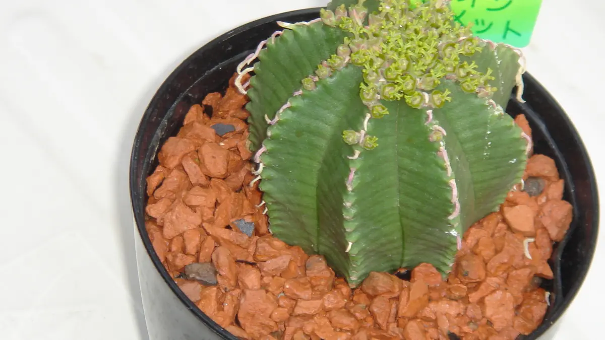 ユーホルビア属 カメレオンヘルメット「多肉植物」のアルバム