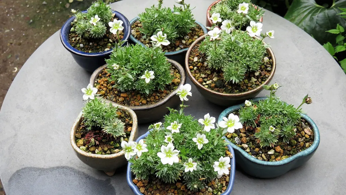 雲間草 ミニ盆栽色々4月12日撮影毎年「栽培棚を行ったり来たり山