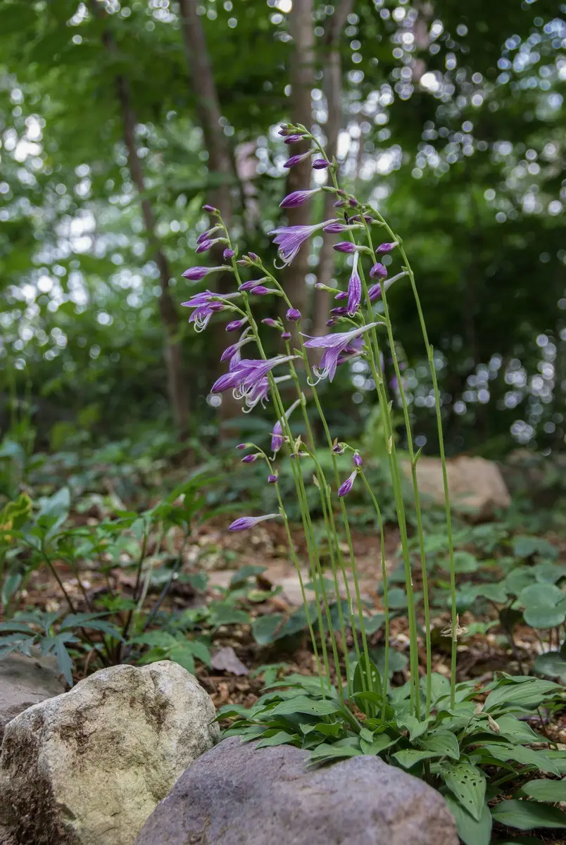 ギボウシの緑風。少しづつ山野草の庭「庭の花」のアルバム-みんなの