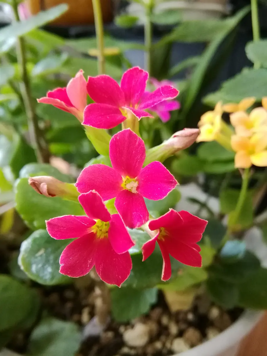 【週末SALE】お値下げ歓迎！　琴 13弦 木製 赤花柄カバー　付属品有り 赤花のカランコエ花びらが 4枚と5枚「ココちゃん家の鉢花」の