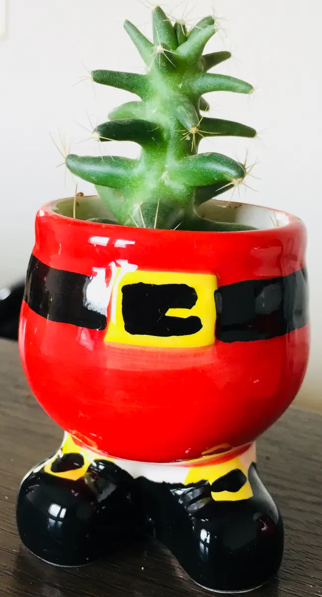 クリスマスツリーのようなサボテンちゃ「多肉植物観葉植物」の