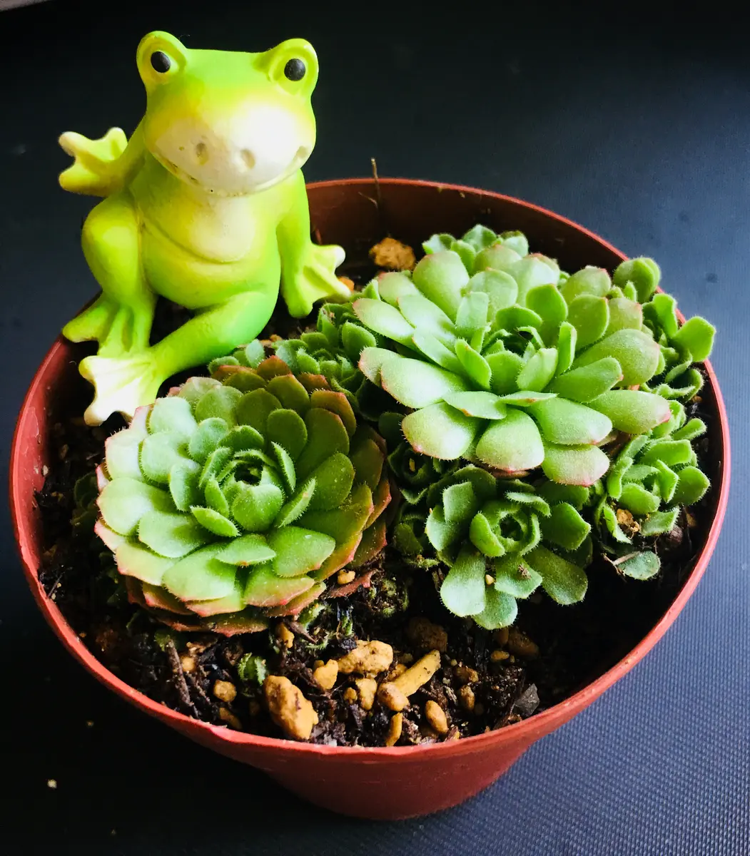 ロスラリア属プラティフィラ「多肉植物観葉植物」のアルバム-みんなの