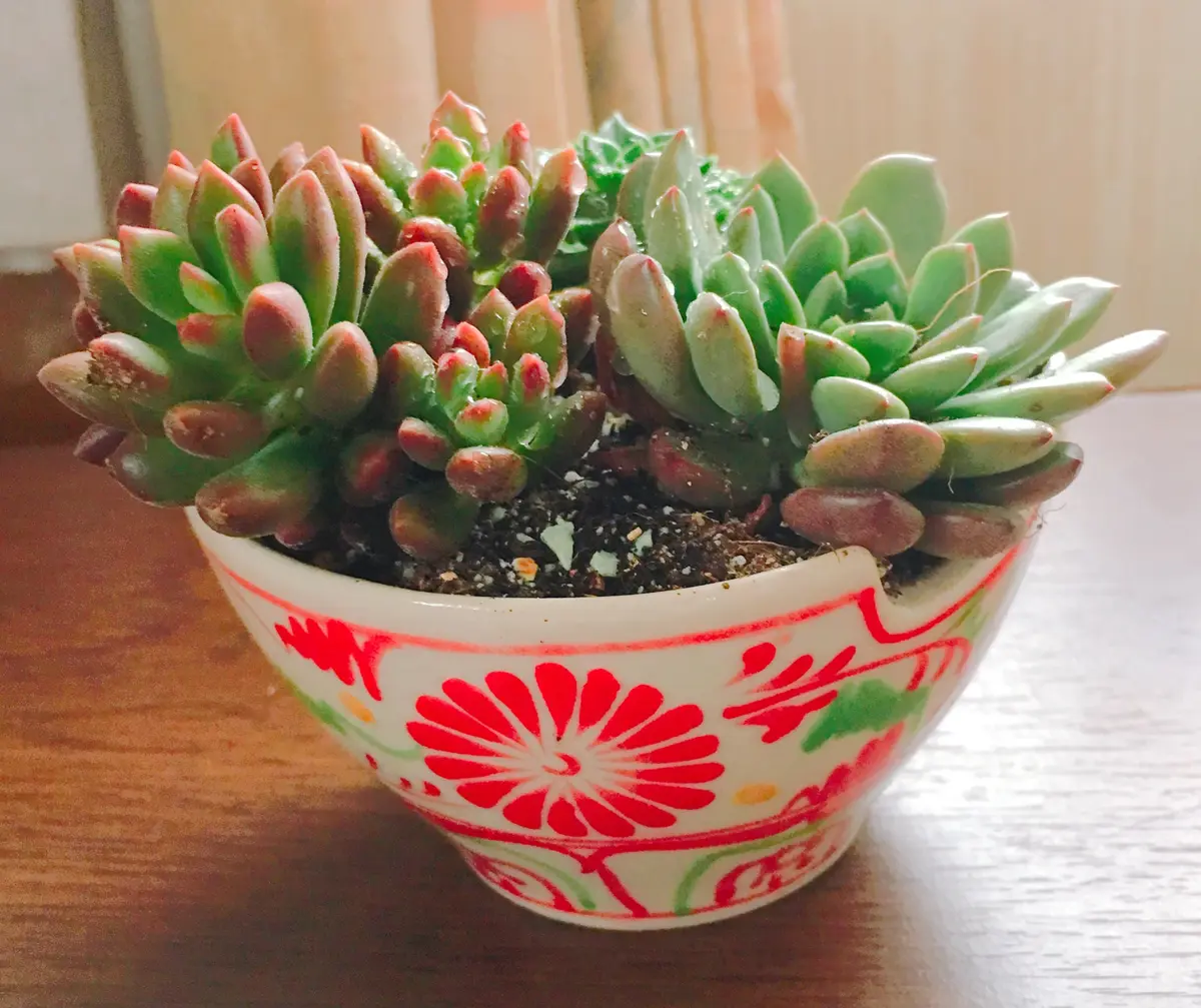 セダムオレンジドリーム色が綺麗でわ「多肉植物観葉植物」の
