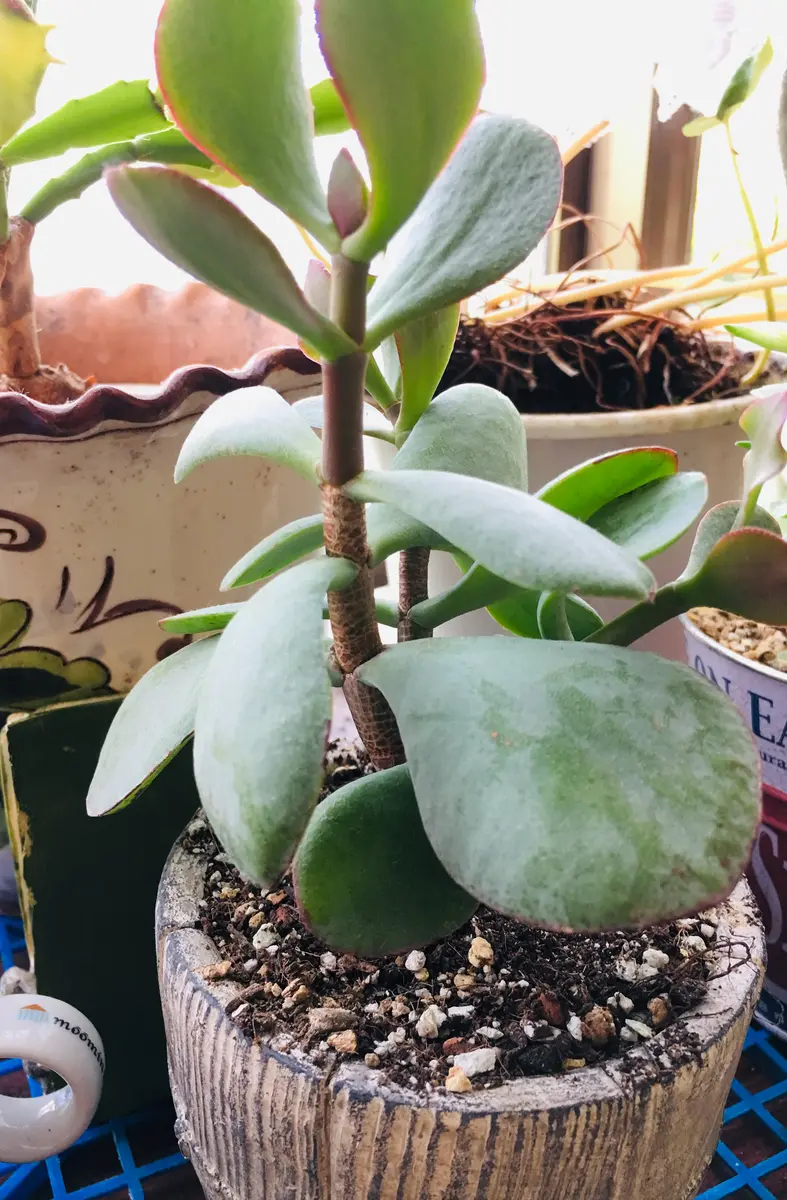 Top【選抜株】多肉植物　T3093ブルーバード　35個　鉢無し/脱土 ブルーバード「多肉植物観葉植物」のアルバム-みんなの趣味の園芸836230