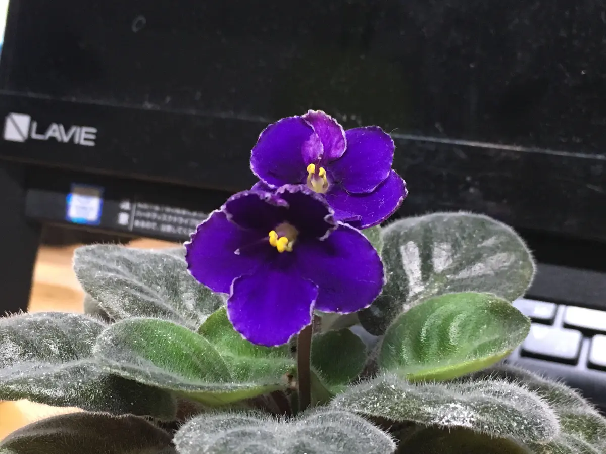 初開花イノーバ種葉挿し苗「セントポーリア(営利品種)」のアルバム