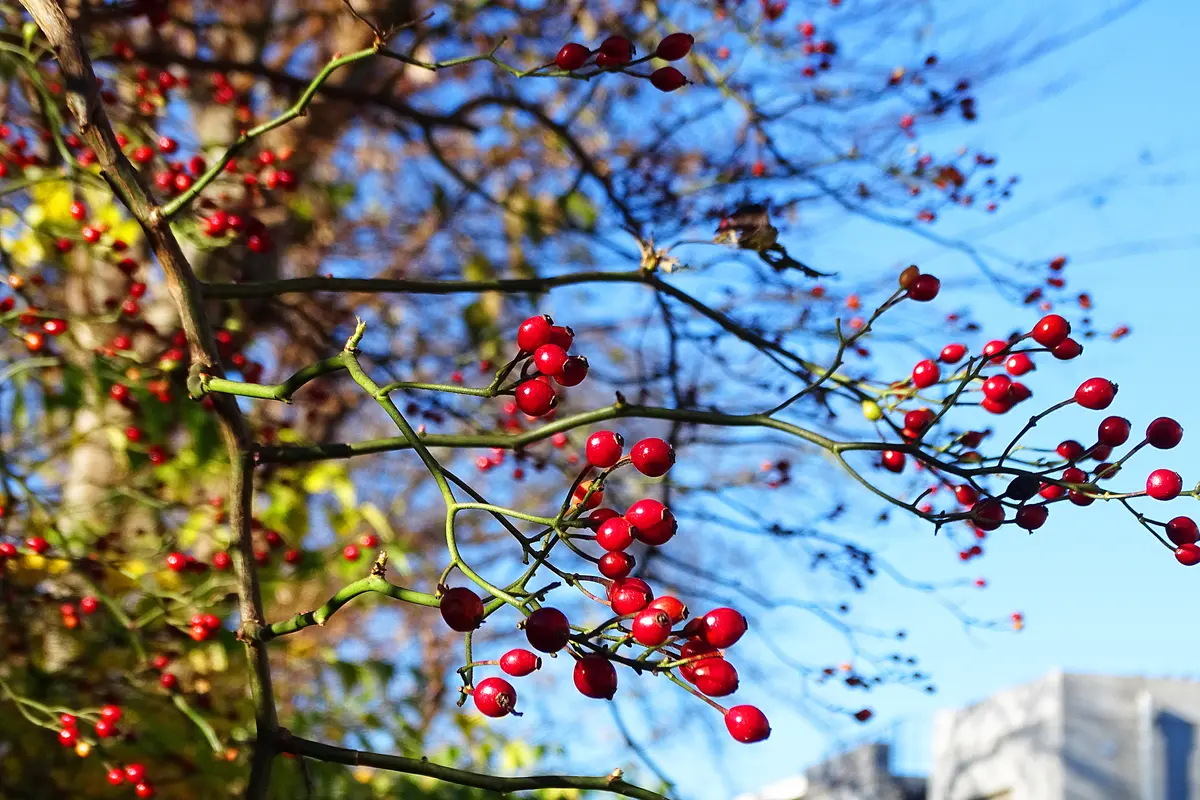 ノイバラの実ノイバラ野茨（バラ科バ「稲荷山公園の四季 ～おもに北