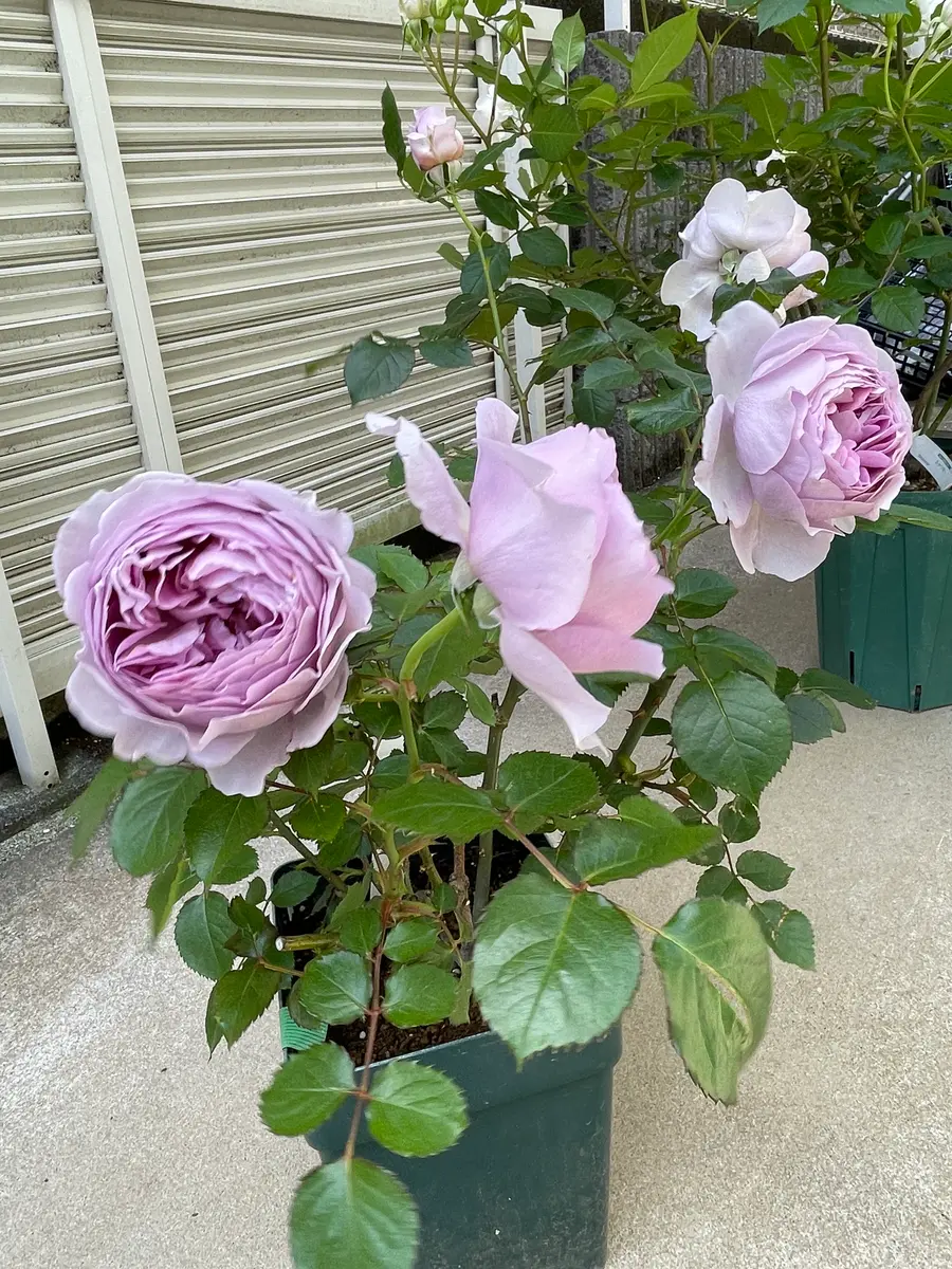 2025年5月7日リラこのお色は、ステ「木村卓功氏作出のばら」の