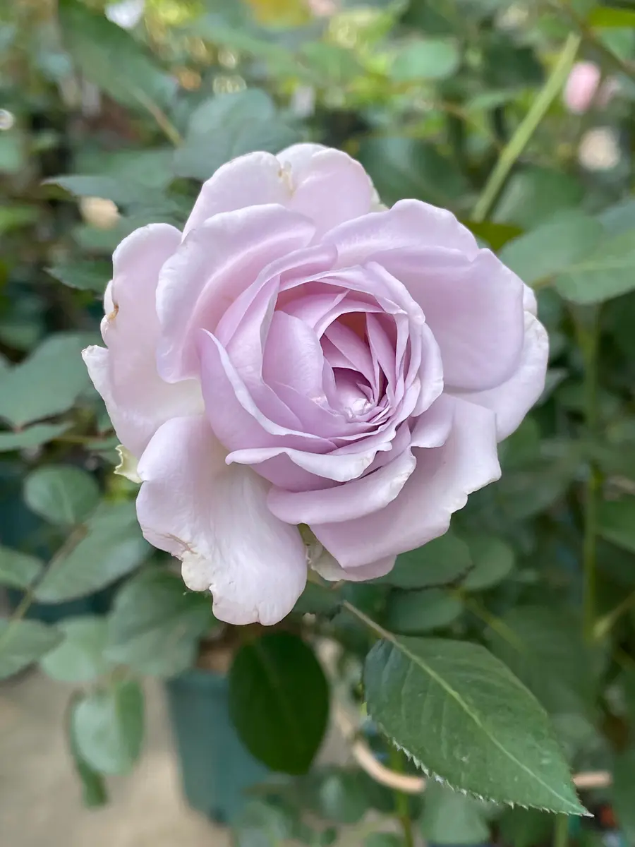 卓上のバラ hq720.jpg?sqp=-