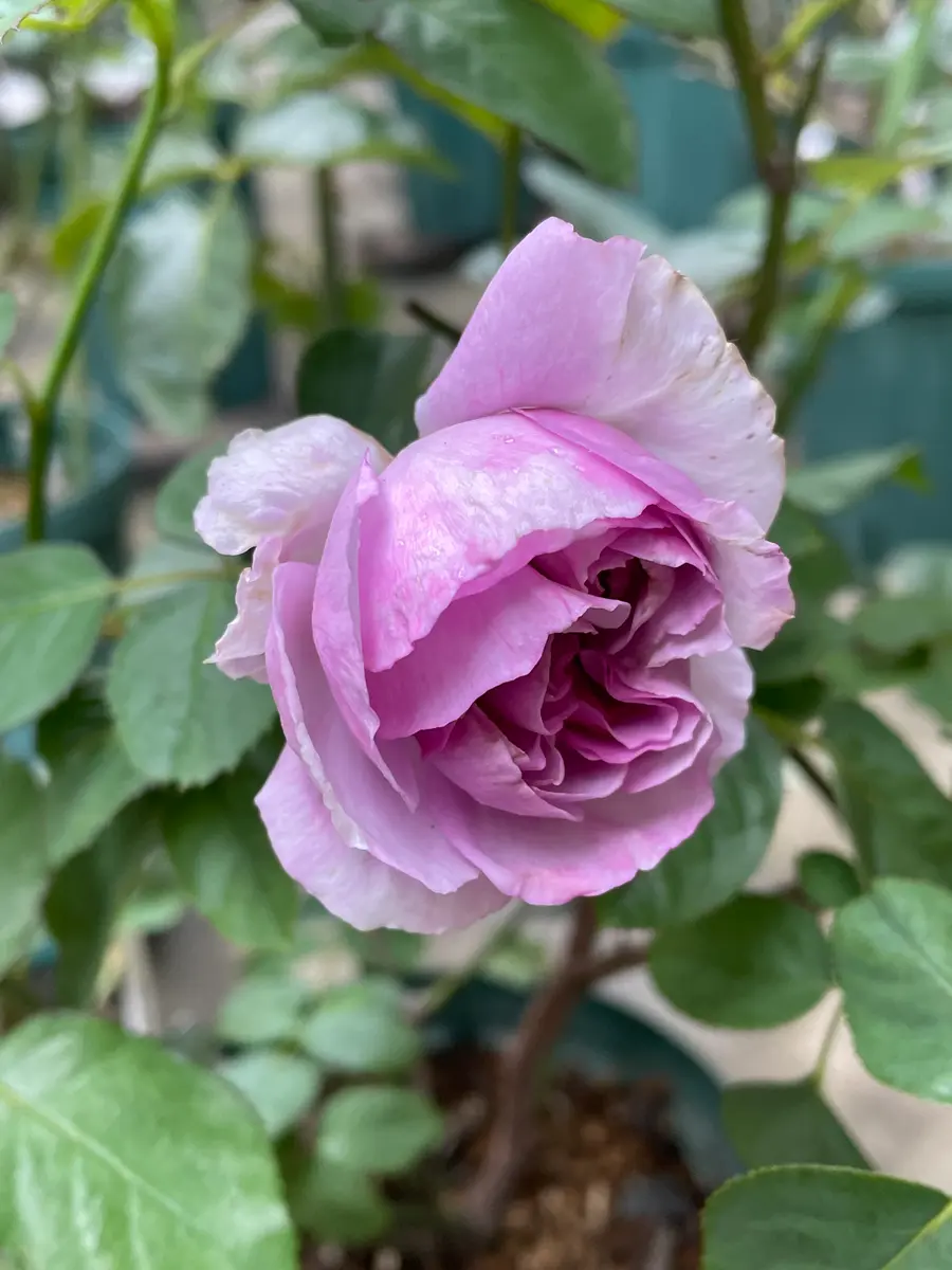 2024年10月27日リラ初咲き！！。香「木村卓功氏作出のばら」の