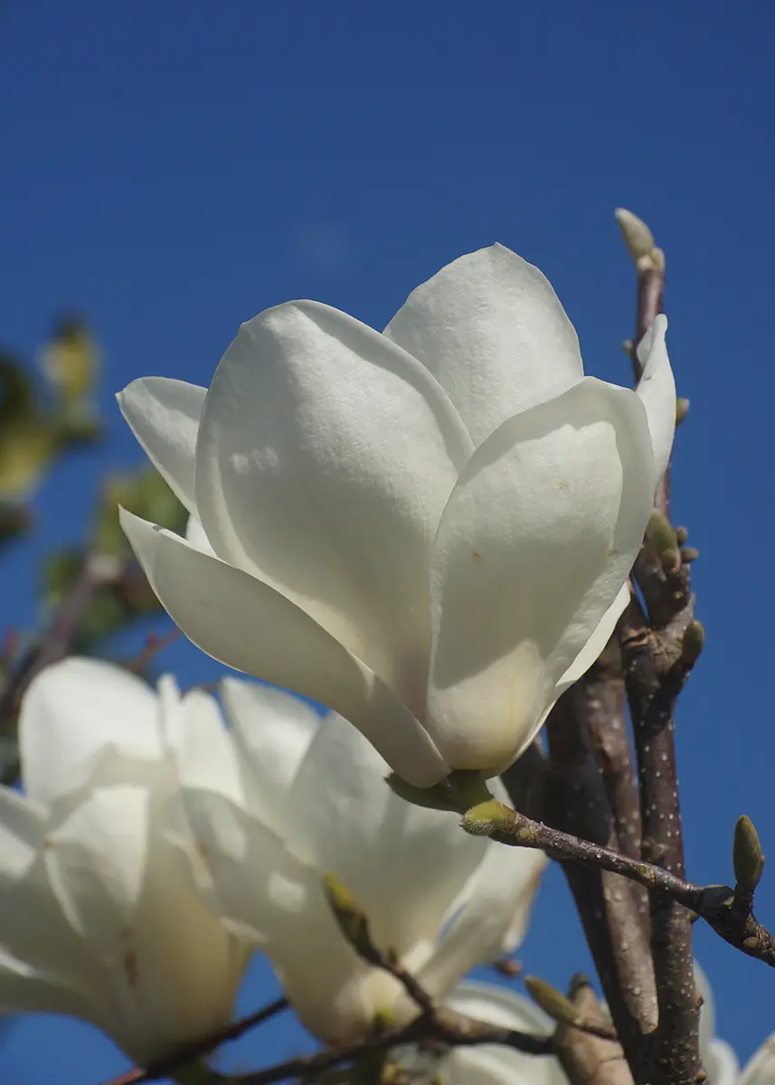 モクレンの白い花びら白木蓮（ハクモク「木に咲く花、木になる実