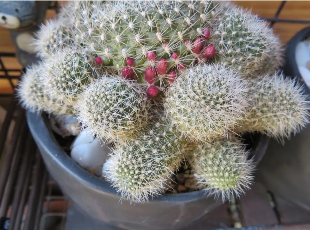 🌵サボテン(レブチア・宝山)に、花の蕾が「🌵No.1我家のサボテン