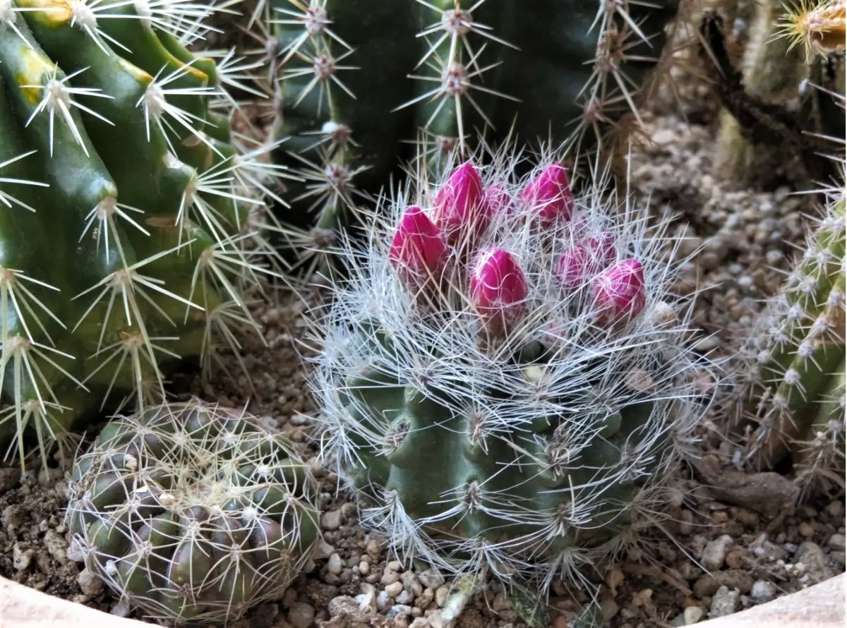 3珍しいサボテン竜巻28-30CM 2株