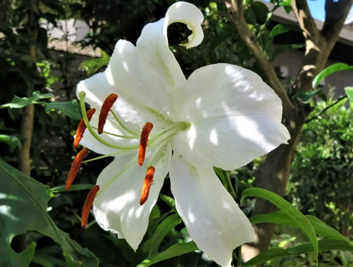 幻のゆり　ウケユリ　請百合　山野草　ガーデニング　観葉植物　カサブランカ　球根 幻のゆり ウケユリ 請百合 山野草 ガーデニング 観葉植物 カサブランカ