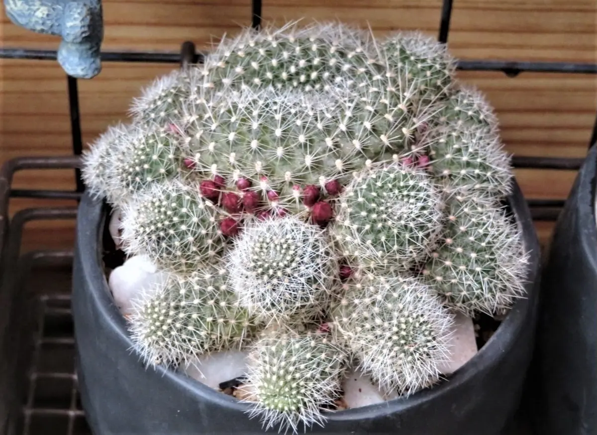 🌵サボテン(レブチア・宝山)親株の周「🌵No.1我家のサボテンたち