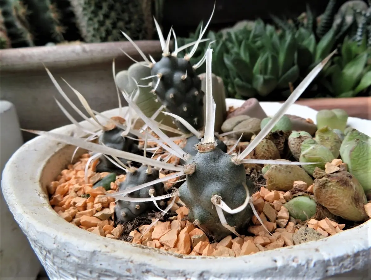 サボテン スピラリス 柱サボテン テフロカクタス カクタス プナ