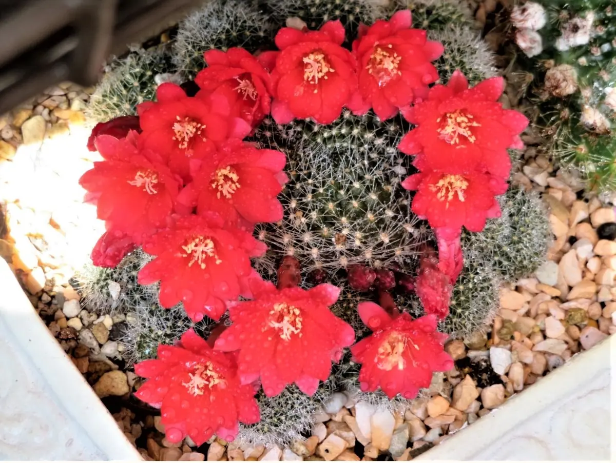 花サボテン　レブチア　宝山　抜き苗 2⃣🌵サボテン(レブチア・宝山)の花🔶「🌵No.1我家の