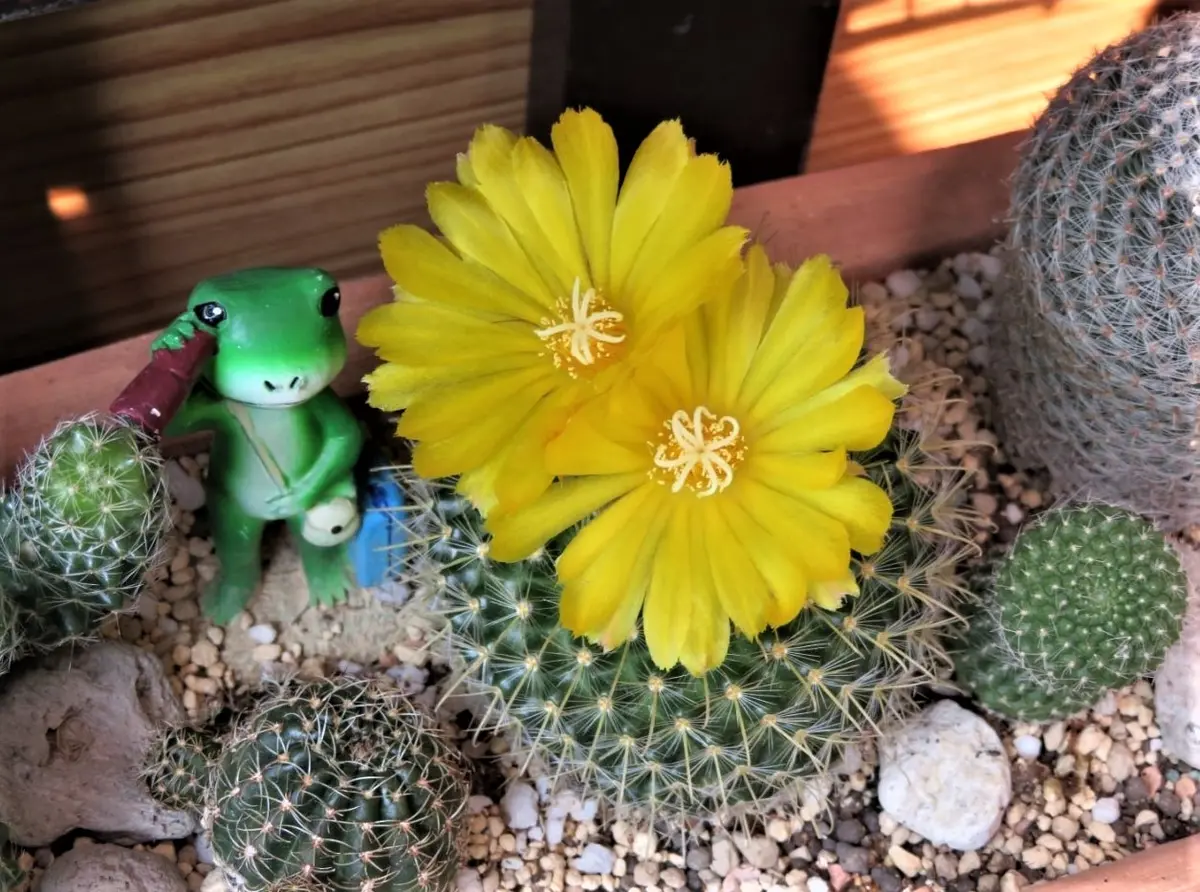 1⃣🌵サボテン白閃小町の黄色い花🔶「🌵No.1我家のサボテンたち