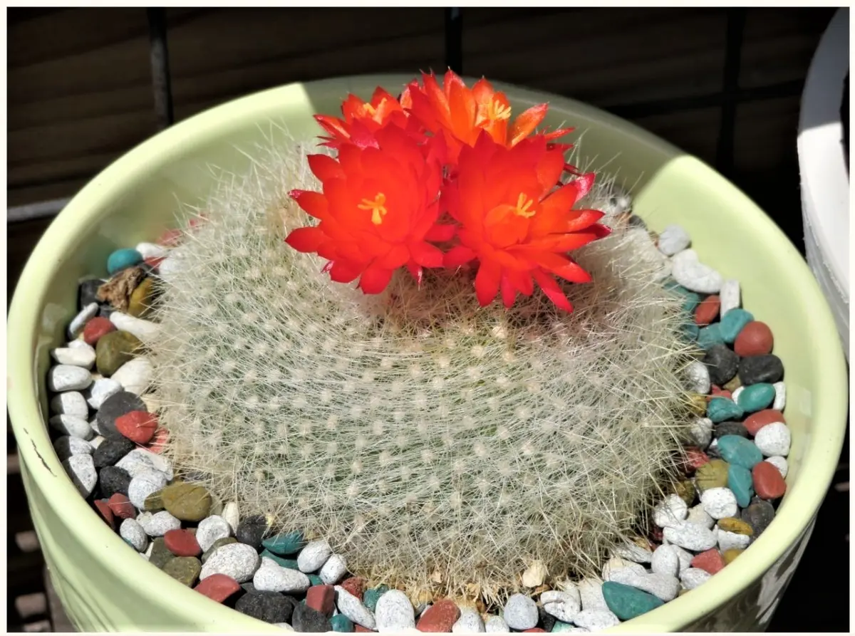 1⃣🌵ブラジリカクタス(雪晃)白いサボテ「🌵No.1我家のサボテン