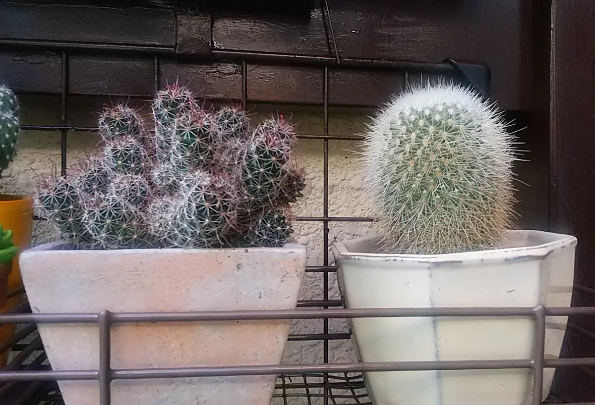 🌵金手毬(キンテマリ)・マミラリア「🌵No.1我家のサボテンたち🌵」の